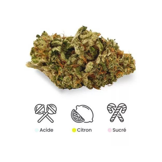 Fleurs CBD françaises « French Lemonade »